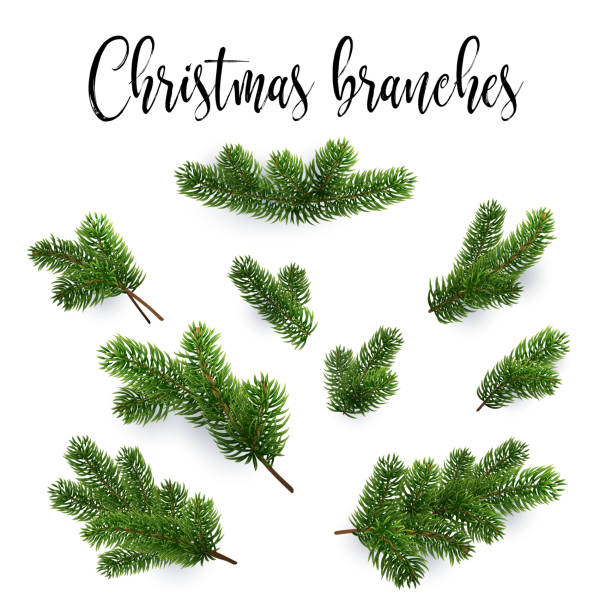 ilustrações de stock, clip art, desenhos animados e ícones de set of fir branches. christmas tree, pine, conifer - decorating