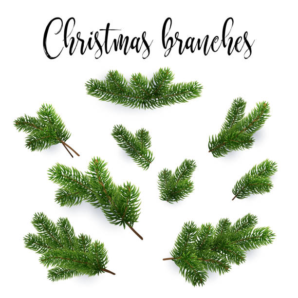 Set of fir branches. Christmas tree, pine, conifer Set of fir branches. Christmas tree, pine, conifer. Realistic detailed vector illustrations. Symbol of Christmas and New Year isolated on white background for your design. EPS10 branch stock illustrations