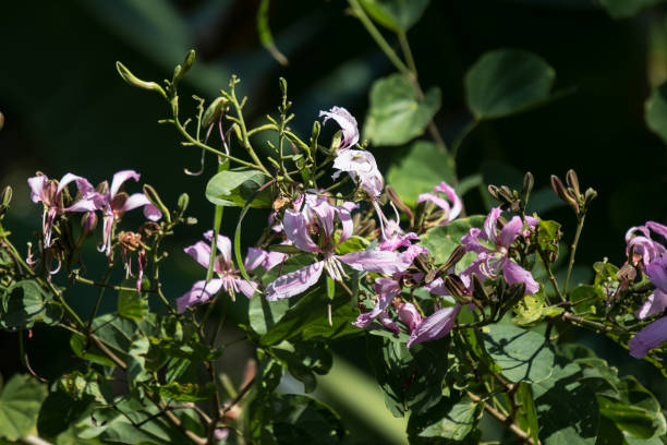 istock Pink flower or Bauhinia flower 1070926350
