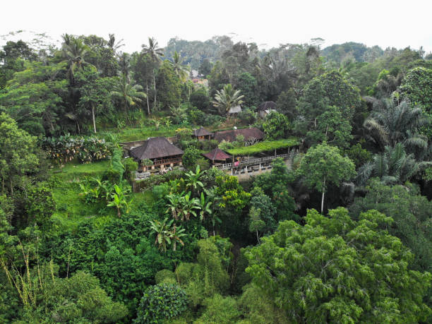 istock House in the jungles 1070928424