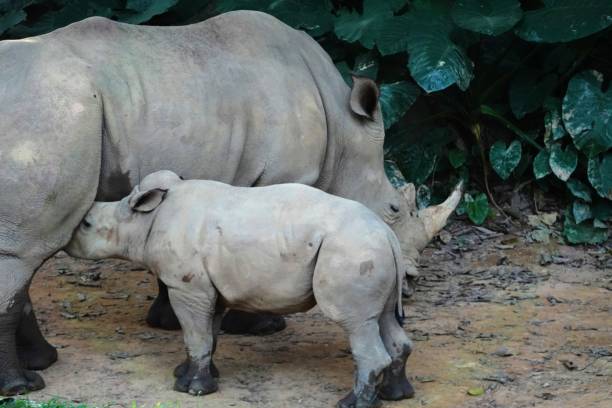 istock White Rhinoceros in wild 1070935002