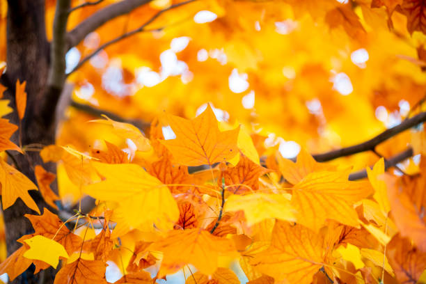 istock yellow colors of autumn 1070935116