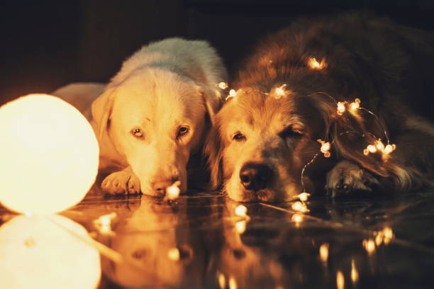 istock Couple dog is so cute 1070937980