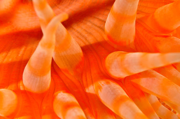 A close up of the skin of a sea anemone