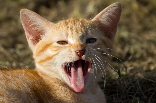 A young kitten cat yawning. A tried cat showing its tongue. A cat feels sleepy.