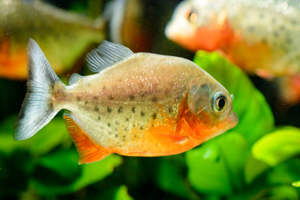 istock predatory pirani fish in the aquarium 1070942788