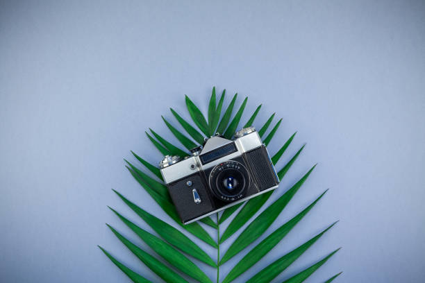 istock Tropical palm leaf and old photo camera background 1070943302