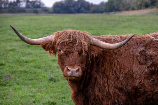 istock Highland cattle cows in the meadow 1070943636