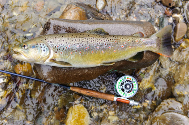 istock brown trout caught by fly fishing 1070944392
