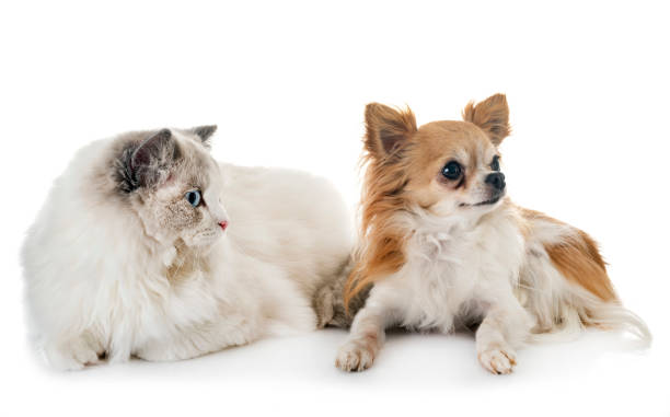 istock ragdoll cat and chihuahua 1070946090