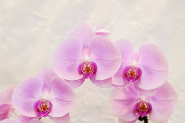 istock Closeup of beautiful orchid. 1070946256