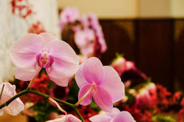 istock Closeup of beautiful orchid. 1070946692