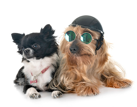 little chihuahua and yorkshire in front of white background