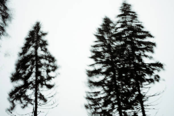 istock Windswept spruce trees silhouetted against the sky 1070947278