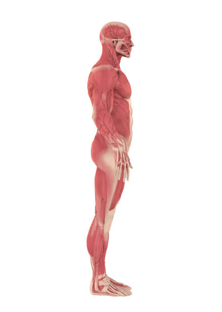 分離された男性の筋肉システ��ム - strength skinless muscular build human muscle ストックフォトと画像