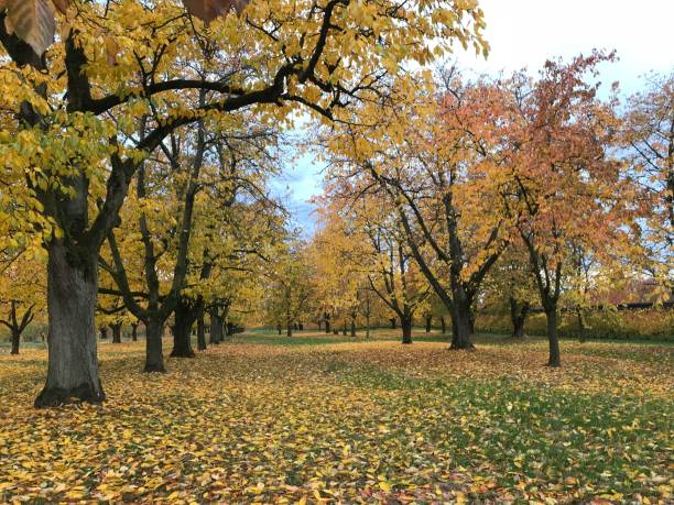 istock Autumn landcape,Autumn trees,Autumn background, 1070948804