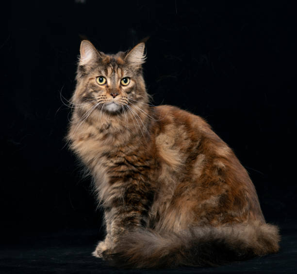 istock Cute Big Maine Coon Cat sitting 1070948944