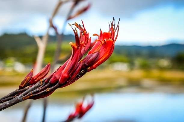 네이티브 뉴질랜드 flax 또는 직물에 대 한 "케" (마 오리) 공장 - new zealand flax 뉴스 사진 이미지