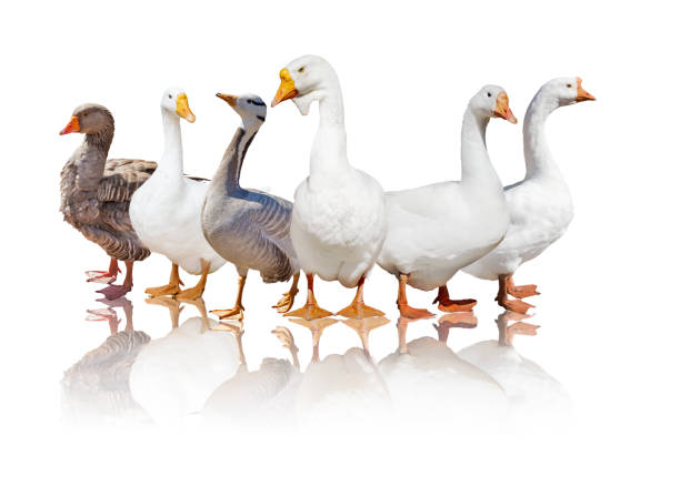 istock group of six geese with reflection on white 1070954910
