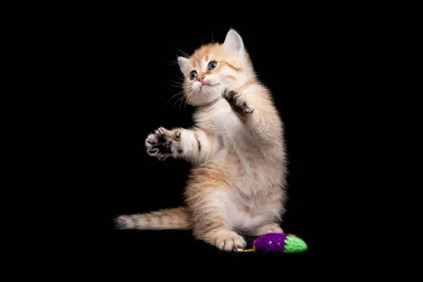 Photo of Kitten playing standing on its hind legs, red playful kitten funny standing on its hind legs next to the toy on a black isolated background