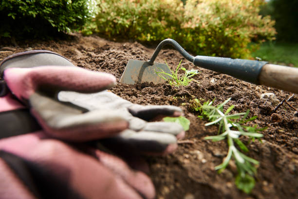istock cultivated soil in a garden with plants and garden tools 1070960016