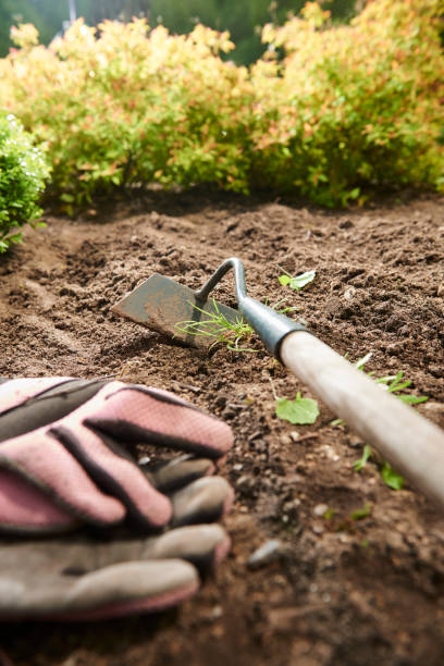 istock cultivated soil in a garden with plants and garden tools 1070960052