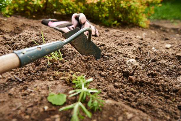 istock cultivated soil in a garden with plants and garden tools 1070960104