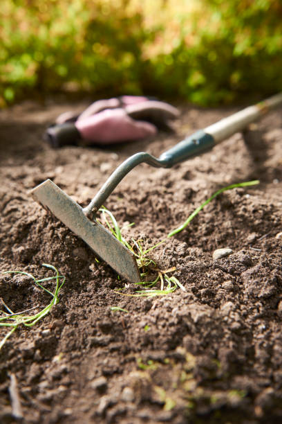 istock cultivated soil in a garden with plants and garden tools 1070960160