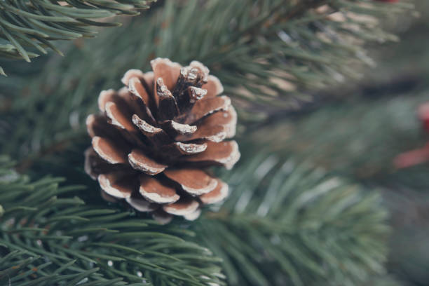 istock Christmas tree with pine cone decoration embellish Happy new year. 1070960562
