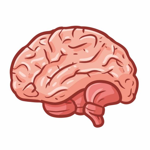 สมองน่ารัก ภาพประกอบสต็อก - ดาวน์โหลดรูปภาพตอนนี้ - กายวิภาคศาสตร์ -  ชีววิทยา, การดูแลสุขภาพและการแพทย์, การตรวจสุขภาพ - ขั้นตอนการรักษาพยาบาล -  Istock