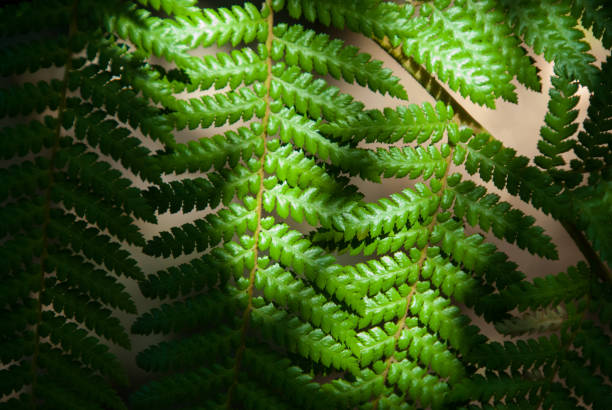 istock vivid green fern leaves 1070964980