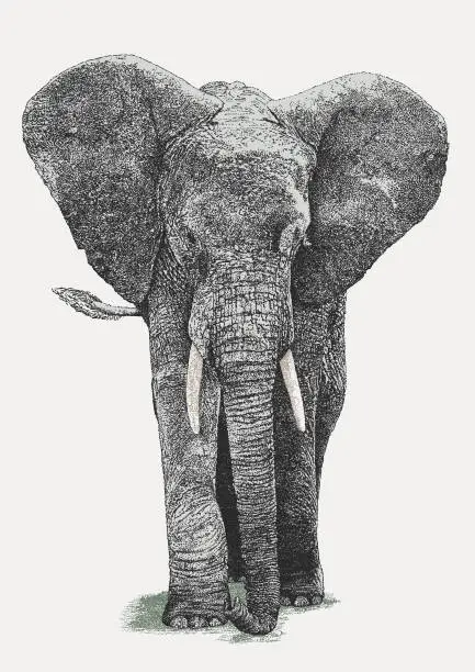 Vector illustration of African Bull Elephant