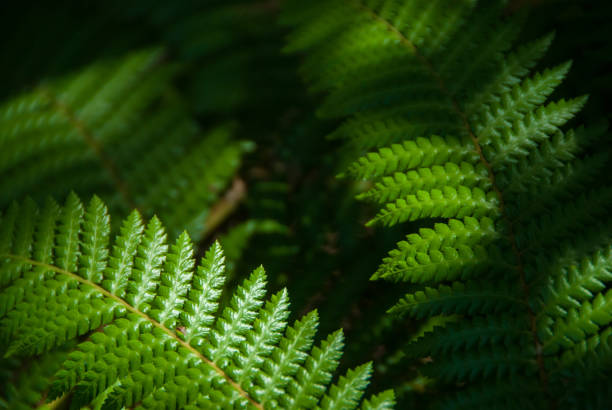 istock vivid green fern leaves 1070965964