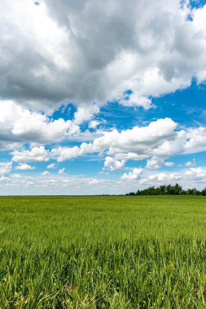 istock Field of spring fresh green grass (wheat) 1070967600