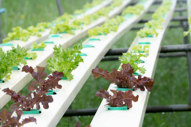 istock Lettuce growing in Organic hydroponic vegetable farm Greenhouse 1070970510