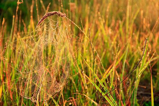 Spider's web closeup with drops of dew at dawn. Wet grass before sun raise. Spider web with droplets of water. House of spider