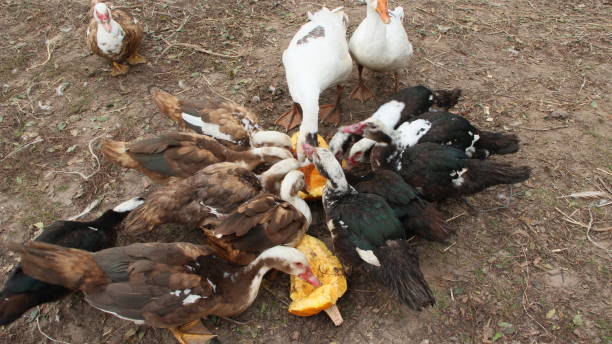 istock Ducks geese and muscovy ducks eat pumpkin in poultry 1070970878