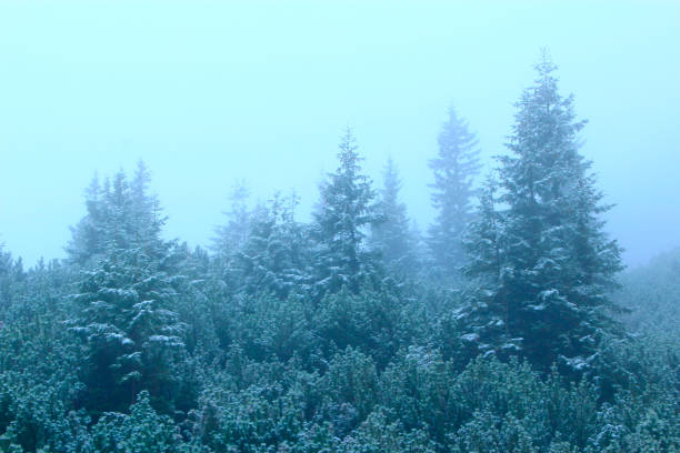 foresta di montagna in fitta nebbia. foresta sempreverde con grandi abeti rossi e pietre muschiate - 11242 foto e immagini stock