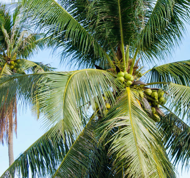 istock view of the crown of a palm tree from below 1070975228