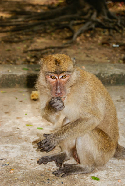istock A sad abandoned monkey sits on the ground, thinking about the meaning of life. 1070975416