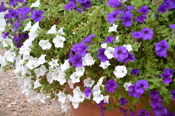 istock Purple and white flowers 1070976806