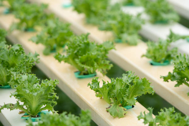 istock fresh Lettuce in greenhouse hydroponics Vegetable Farm 1070978098