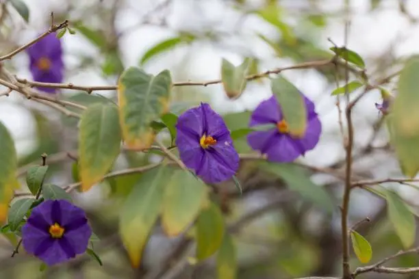 Flowers of a Paraguay nightshade (Lycianthes rantonnetii)