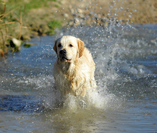 istock labrador dog  in the countryside 1070983074