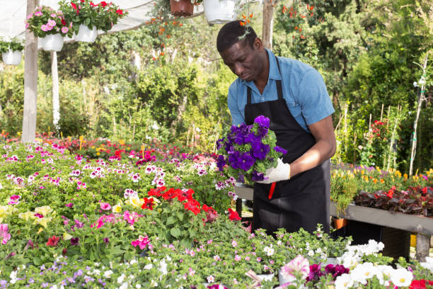 istock Man florist working in greenhouse 1070983954