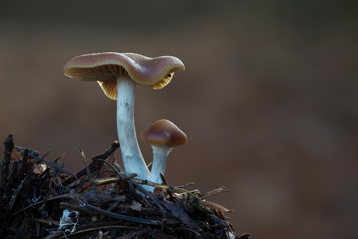 Close-up of Tree fungi on dead tree, nature reserve in Mecklenburg-Vorpommern