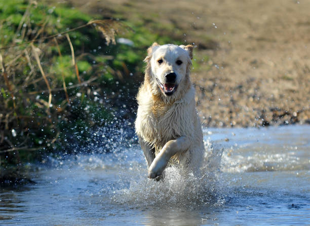 istock labrador dog  in the countryside 1070987666