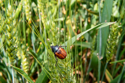 Field with wheat and cockchafer (May bug or doodlebug)
