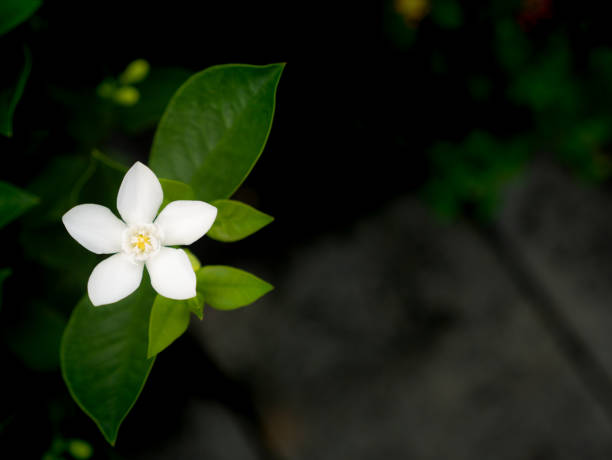 istock Single White Gardenia Flowers Blooming 1070990682