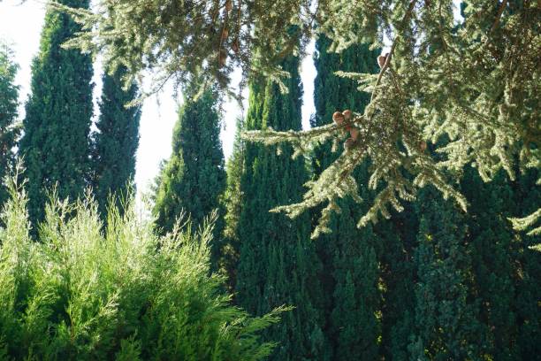 istock The branches of the cedar and cypress 1070991754
